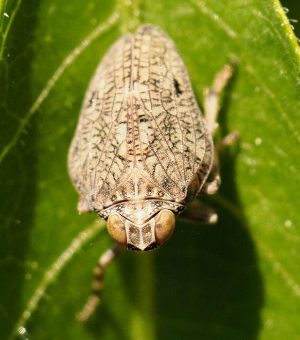 Echte Käferzikade, Issus coleoptratus